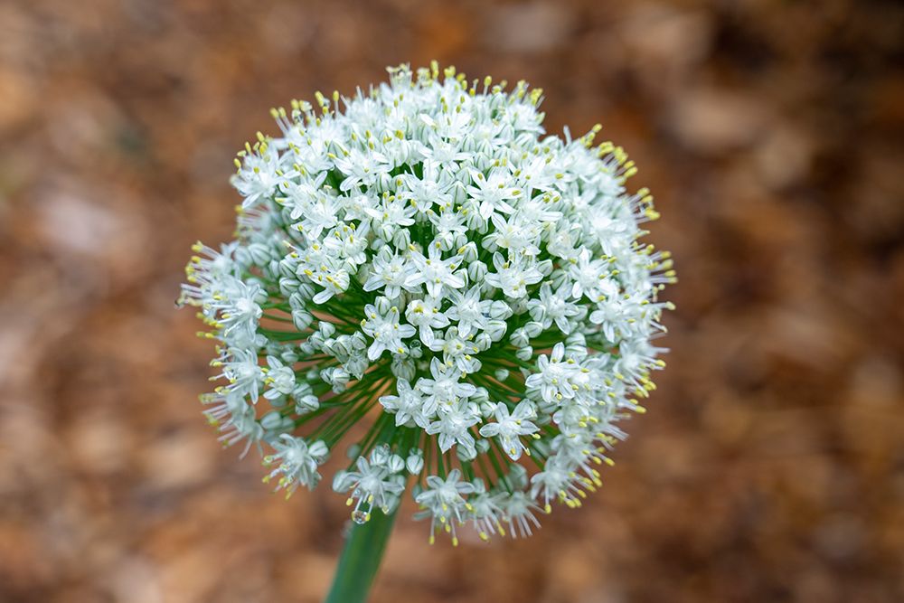 Issaquah- Washington State- USA. Onion plant bolting- or gone to seed.